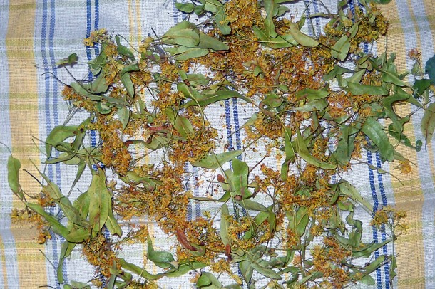 Сырорастущая липа мелколистная — источник липового цвета и полезных витаминов.