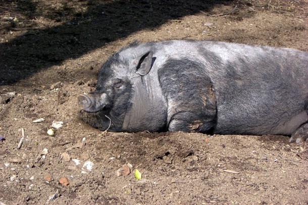 Вьетнамская свинья.